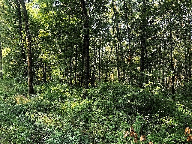 View from road of timber.