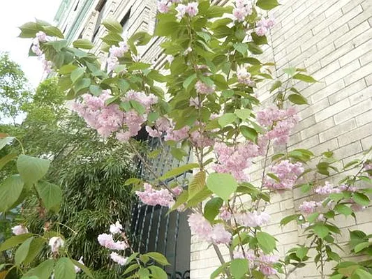 Rented by Brooklyn Heights Real Estate Inc | media 17