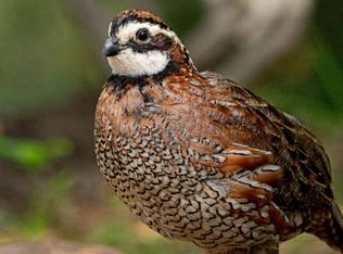 190 Campbell Ln, Iron City, TN 38463