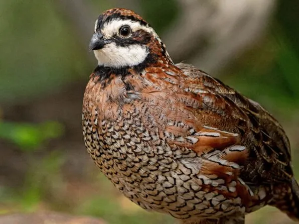 190 Campbell Ln, Iron City, TN 38463