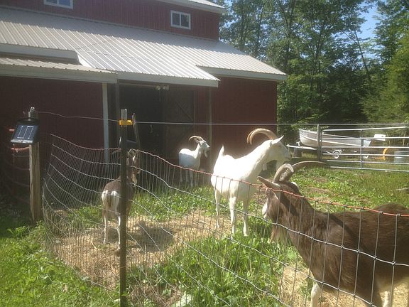 Goat shelter and paddock.