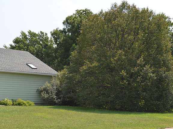 Linden tree in front yard