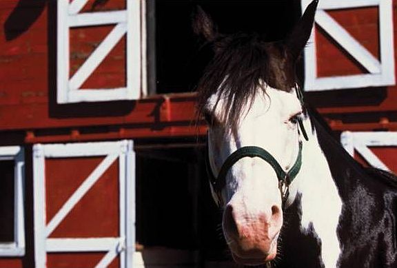 Equestrian Center