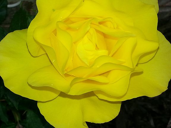 Yellow Roses