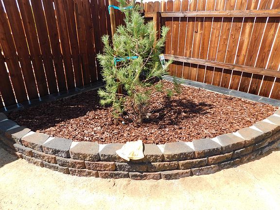 Raised Planters with baby pine trees!