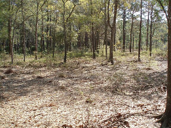 SIDE LINE NICE TREES AND TOPO