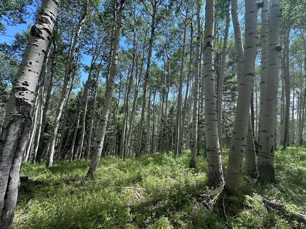 583 Crest Dr Lot 8, Cimarron, CO 81220