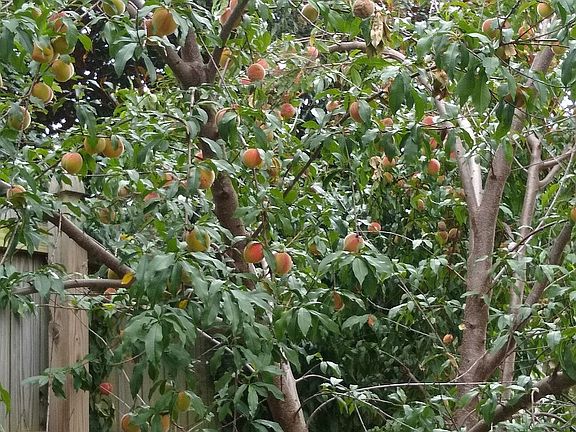 Peach tree in the backyard