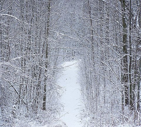 Trail to the woods paths