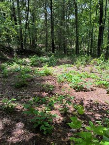 L66-67 Lynx Ct, Ellijay, GA, 30540