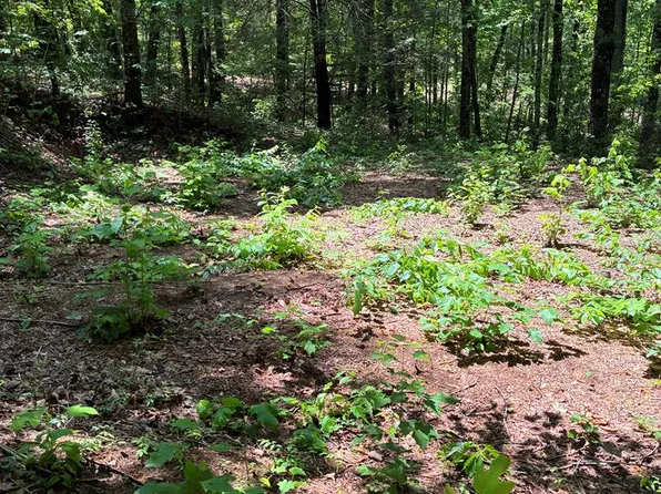 L66-67 Lynx Ct, Ellijay, GA 30540