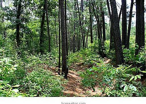 1st image of Acacia Ln