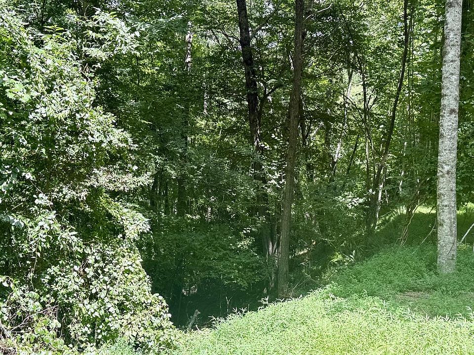 1st image of 6 Wild Laurel