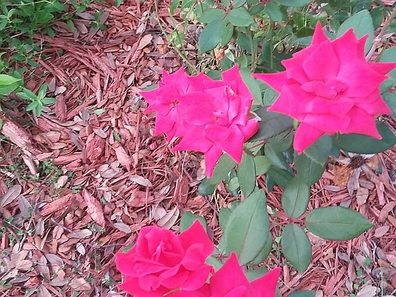 knockout roses in front