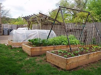 Back yard raised beds