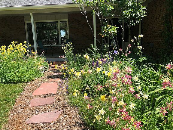 Columbines