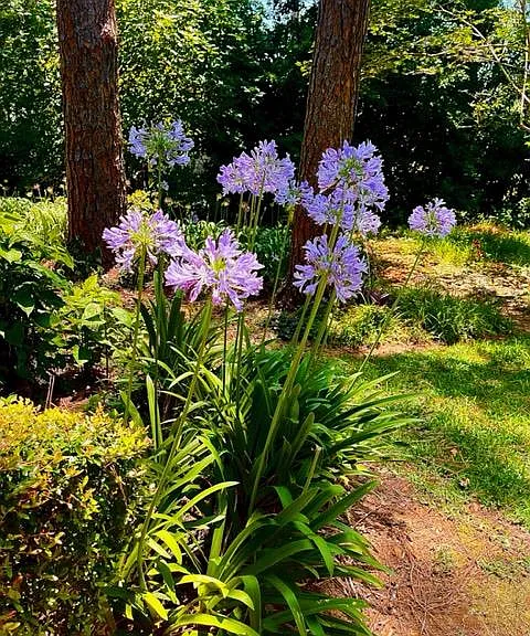 Enjoy a relaxing stroll in the gated backyard.