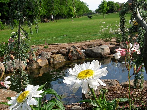 View of backyard yard from pond