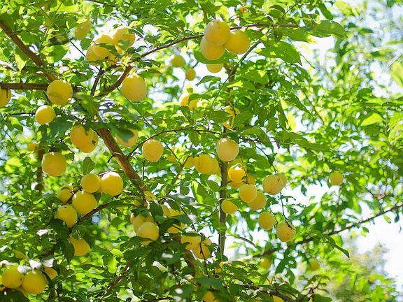 Plum tree