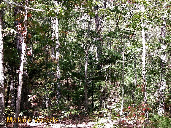 Mature woods