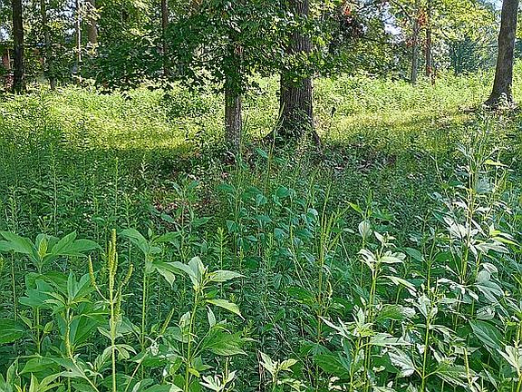 2nd image of 1365 Old Dover Rd