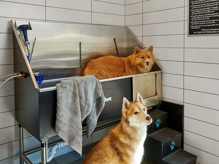 Self Service Dog Wash