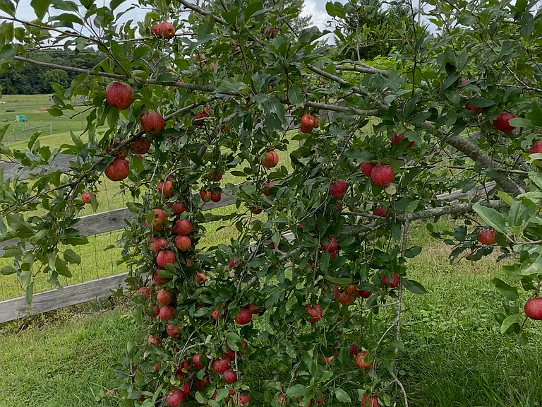 apple trees and blueberry bushes on the property