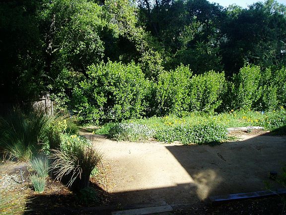 drought-tolerant back yard