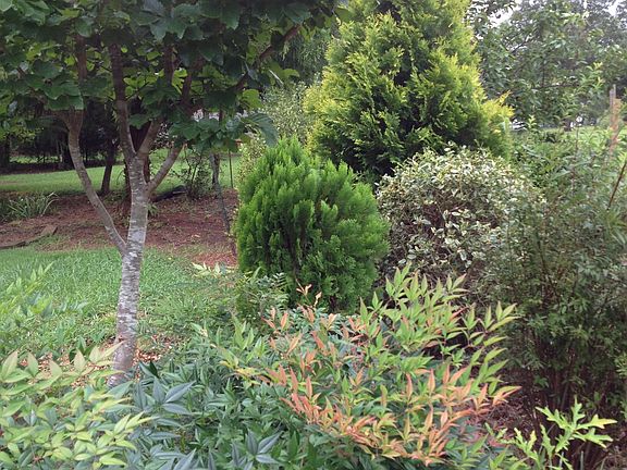 Front yard