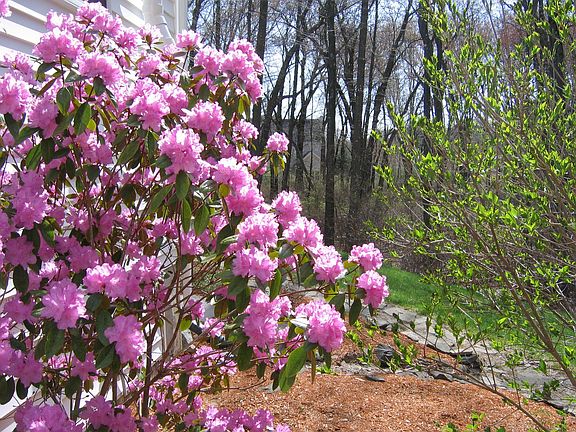 beautiful flowering plants/trees surround home