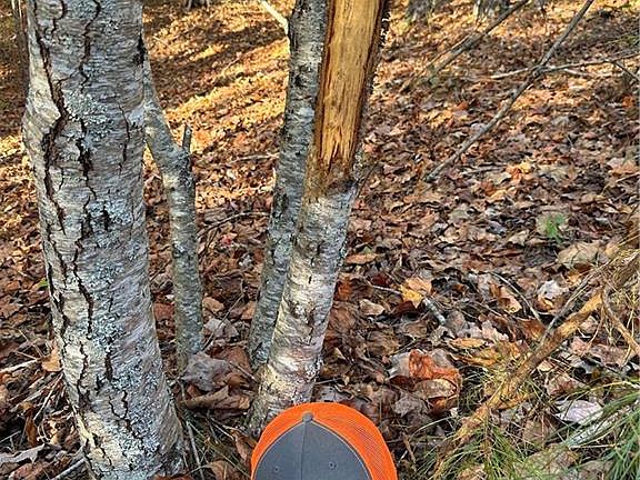 4th image of 1806 Browning Rd