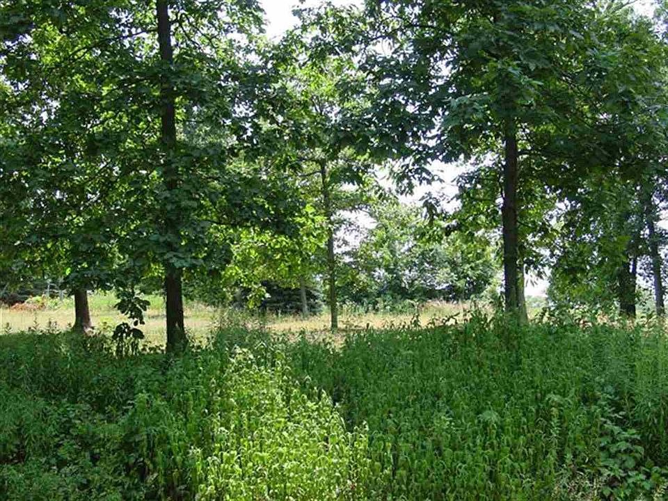 2nd image of LOT 2 Nadene Rd