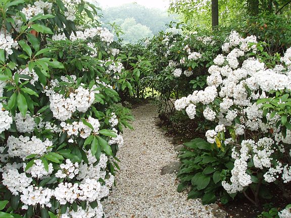 Mountain Laurel Path