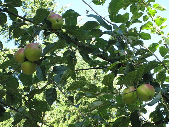Apple Tree