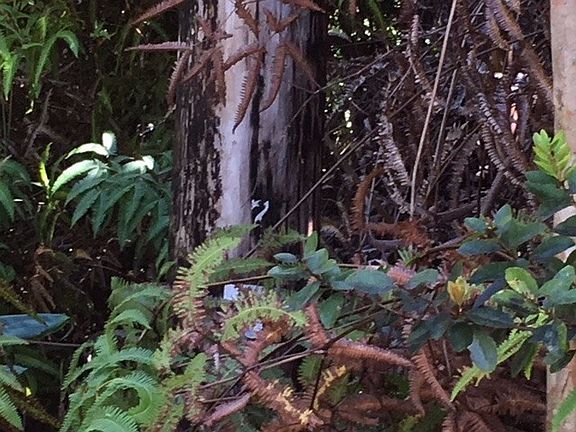 3rd image of Kamakahala St Lot 8753
