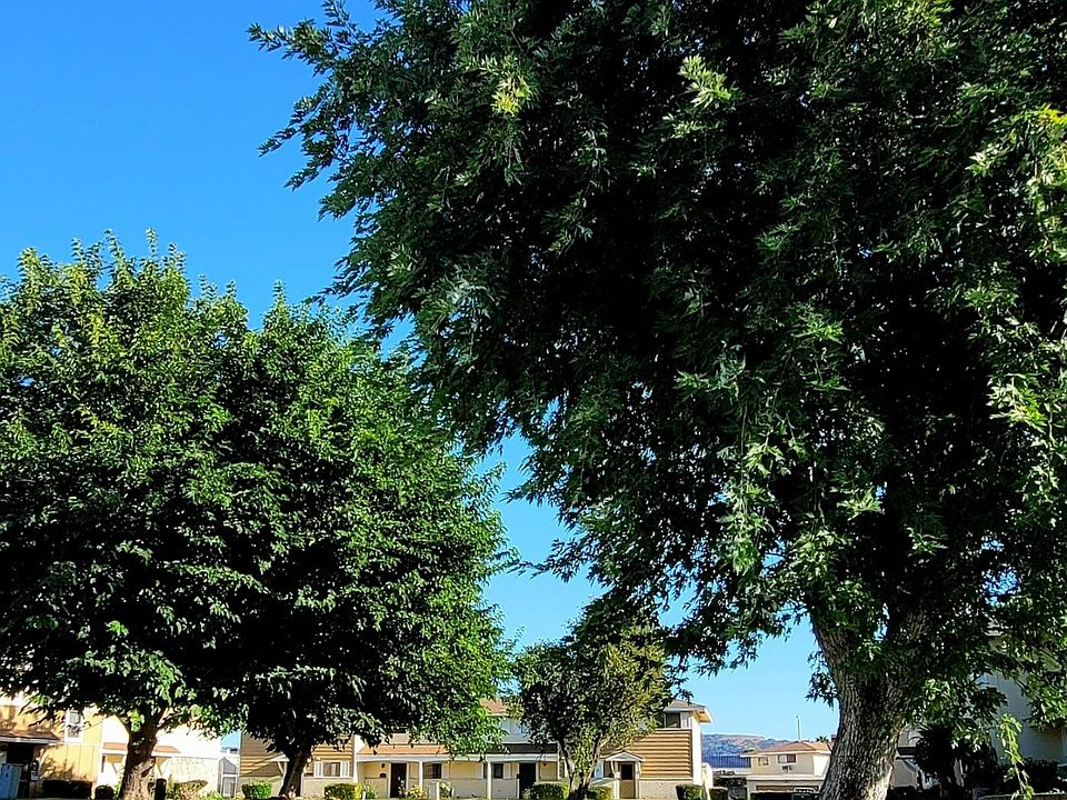 Large Parklike Frontyard