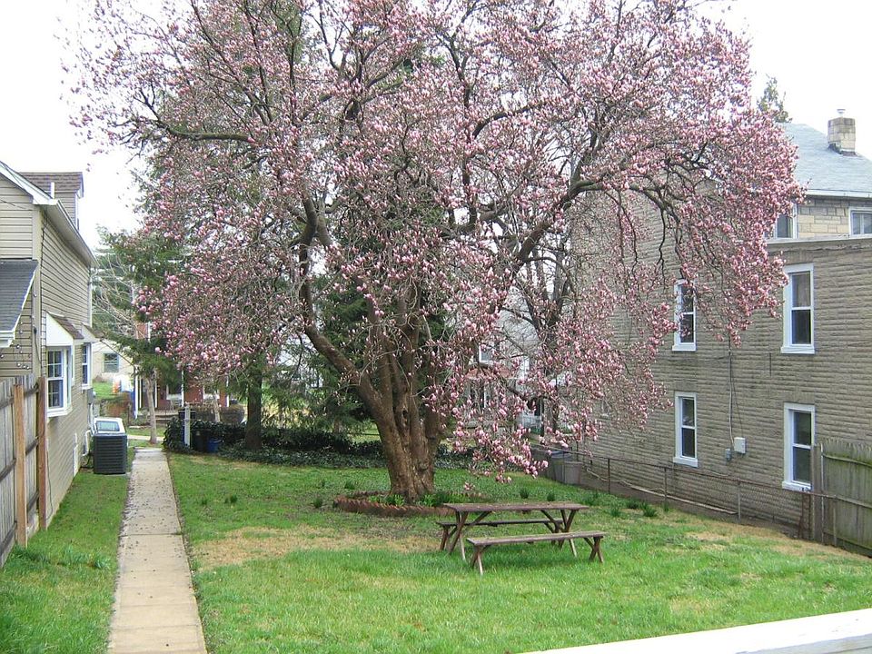 Yard and Tree