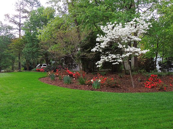 Dogwood Tree blooming 2014