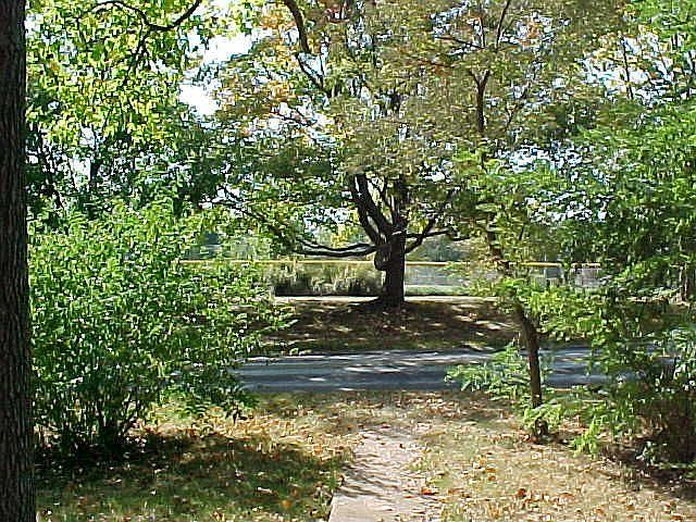 A view from the front walk into Blackburn Park.