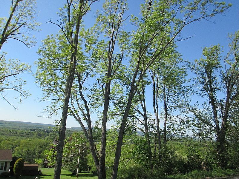 Just a sample of the beautiful view from house.