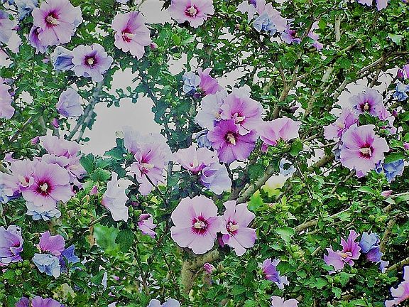 RoseOfSharon by deck