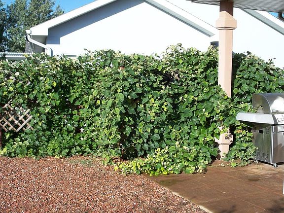 Grape arbor & Gas Barbeque