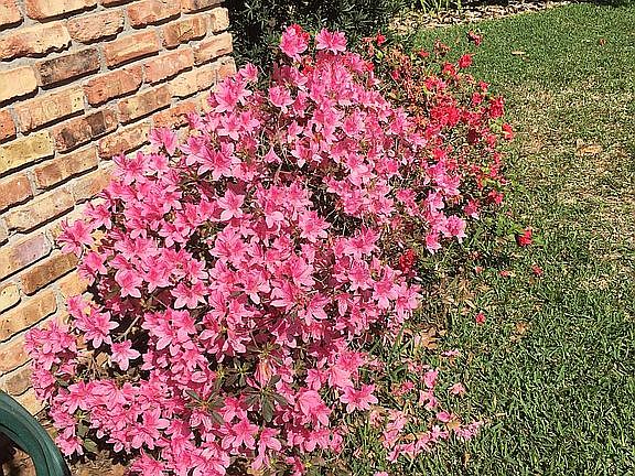 26 Azaleas = spring color