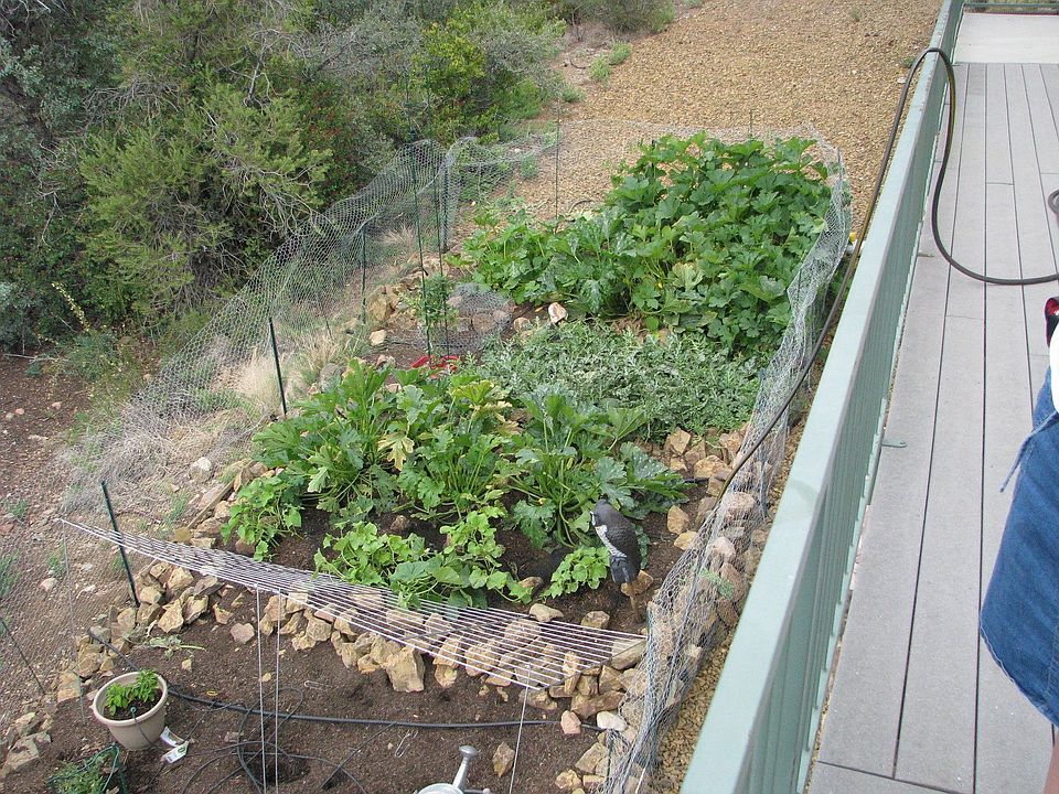 garden on side yard
