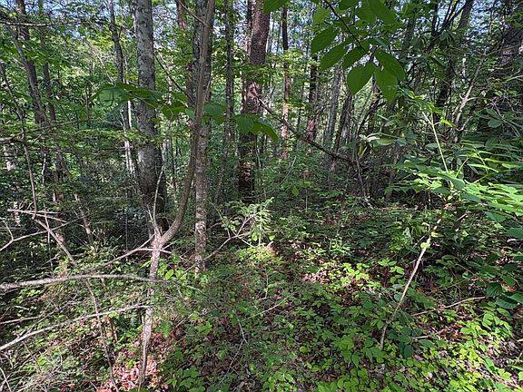 3rd image of LOT 6 Walnut Flats Rd