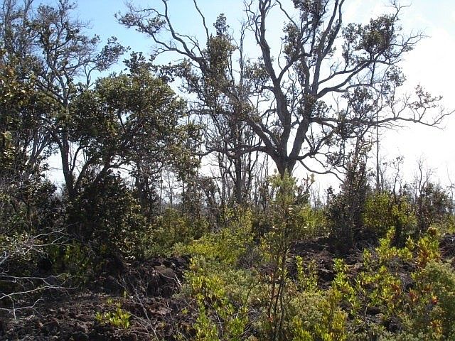 2nd image of Island Blvd Lot 3