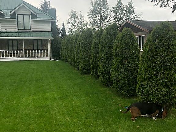 Front yard