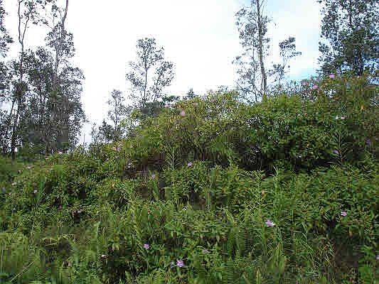 2nd image of King Kamehameha Blvd Lot 74