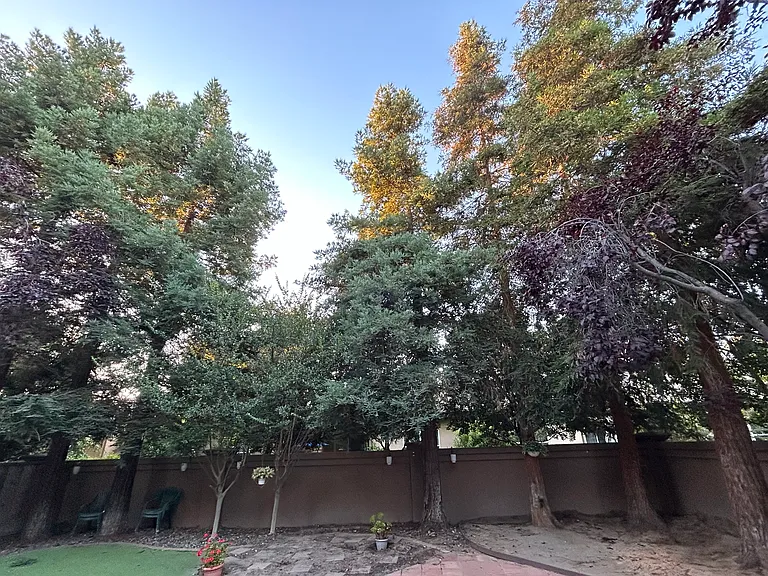 Backyard redwood trees