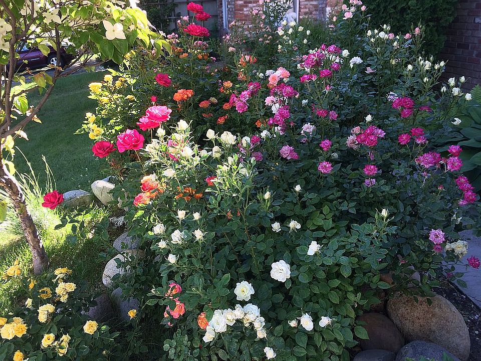 Roses-Front Yard